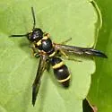 Parancistrocerus perennis