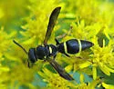 Parancistrocerus perennis - photo 2