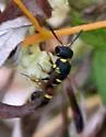 Parancistrocerus perennis - photo 3