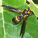 Parancistrocerus perennis - photo 4