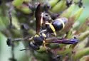 Parancistrocerus perennis - photo 5
