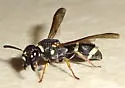 Parancistrocerus rectangulis - Parancistrocerus rectangulis
