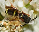 Parancistrocerus rectangulis - photo 2