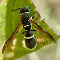 Parancistrocerus rectangulis - photo 3