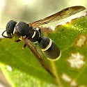 Parancistrocerus rectangulis - photo 4