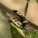 Parancistrocerus rectangulis - photo 5
