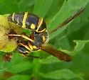 Parancistrocerus salcularis - photo 2