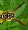 Parancistrocerus salcularis - photo 3
