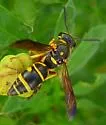 Parancistrocerus salcularis - photo 4