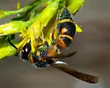 Parancistrocerus salcularis - photo 5