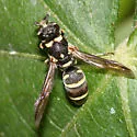 Parancistrocerus texensis - Parancistrocerus texensis