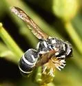Parancistrocerus texensis - photo 2