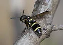 Parancistrocerus texensis - photo 3