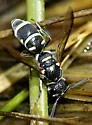Parancistrocerus toltecus - Parancistrocerus toltecus