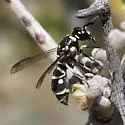 Parancistrocerus toltecus - photo 2