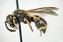 Parancistrocerus vagus