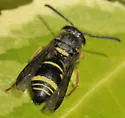 Parancistrocerus vagus - photo 2