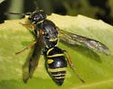 Parancistrocerus vagus - photo 3