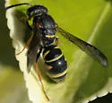 Parancistrocerus vagus - photo 4
