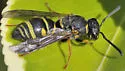 Parancistrocerus vagus - photo 5