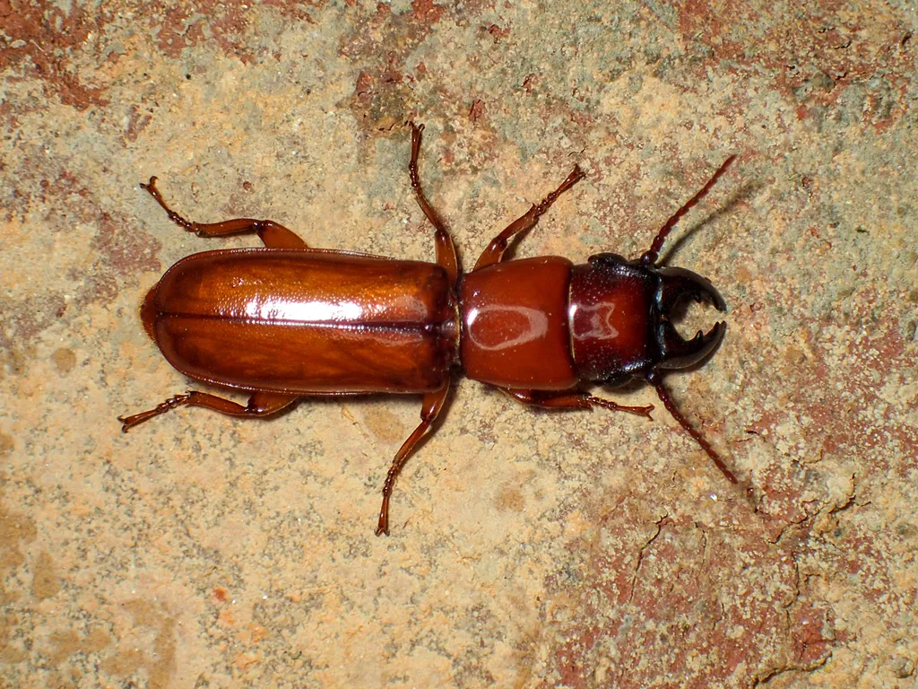 Parandra polita - photo 8