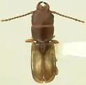 Parandrita cephalotes