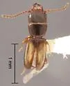 Parandrita cephalotes - photo 2