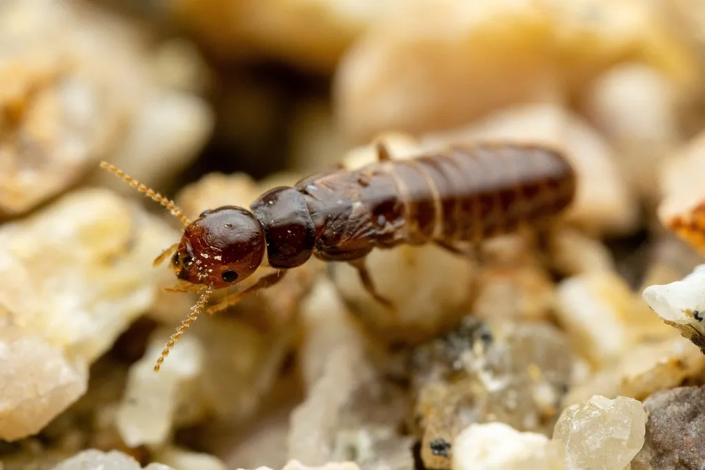 Desert Dampwood Termite - photo 2