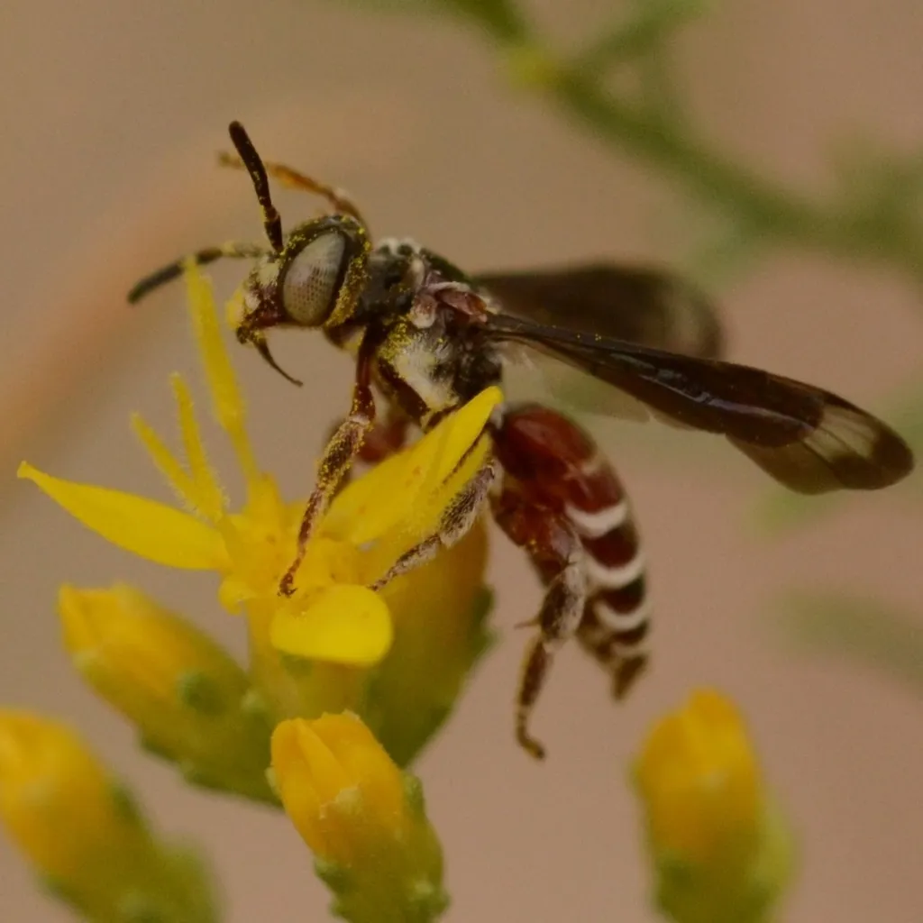 Paranomada nitida - photo 2