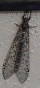 Paranthaclisis congener - photo 4