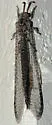 Paranthaclisis hageni