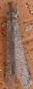 Paranthaclisis hageni - photo 3