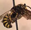 Paranthidium jugatorium - photo 2
