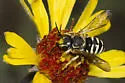 Paranthidium jugatorium - photo 3