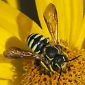 Paranthidium jugatorium - photo 4