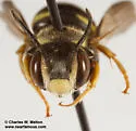 Paranthidium jugatorium - photo 5