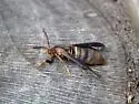 Oak Stump Borer Moth - Hodges#2522