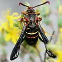 Oak Stump Borer Moth - Hodges#2522 - photo 4