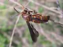 Doll's Clearwing Moth - Hodges#2523