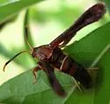 Doll's Clearwing Moth - Hodges#2523 - photo 2