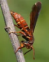 Doll's Clearwing Moth - Hodges#2523 - photo 3