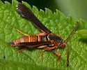 Doll's Clearwing Moth - Hodges#2523 - photo 4