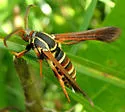 Doll's Clearwing Moth - Hodges#2523 - photo 5