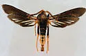Paranthrene fenestrata - Hodges#2525 - Hodges#2525