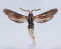 Paranthrene fenestrata - Hodges#2525 - Hodges#2525 - photo 2