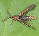 Paranthrene fenestrata - Hodges#2525 - Hodges#2525 - photo 4