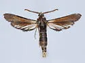 Paranthrene fenestrata - Hodges#2525 - Hodges#2525 - photo 5