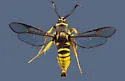 Pin Oak Clearwing - Hodges#2527.1