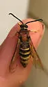 Pin Oak Clearwing - Hodges#2527.1 - photo 2
