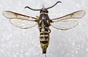 Pin Oak Clearwing - Hodges#2527.1 - photo 3